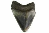 Bargain, Fossil Megalodon Tooth - North Carolina #153128-1